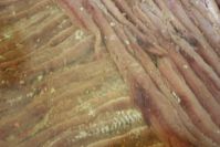 Filets d‘anchois