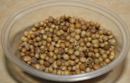 Coriandre en grains