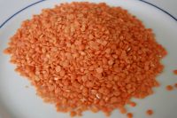 Lentille corail